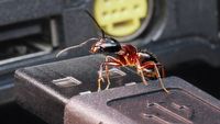 Szalone mrówki opanowały PC gracza; pozbycie się ich to koszmar