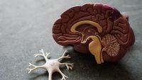 Implant wczepiany do mózgu wykrywa ból i od razu go likwiduje