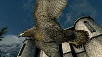 Sokolnictwo w Skyrim - ten mod to dzieło pasjonata