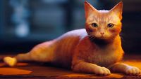 Chcesz wyrwać tanio Stray? Przekaż symboliczną darowiznę na bezdomne koty