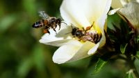 Amerykanie będą szczepić pszczoły, uchronią je przed groźną bakterią