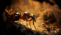 Jeden z najpiękniejszych RTS-ów w historii to niezwykła opowieść o mrówkach walczących za swoją Królową. Empire of the Ants zauroczyło wielu graczy
